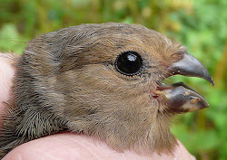 bullfinch juvenile barley birder