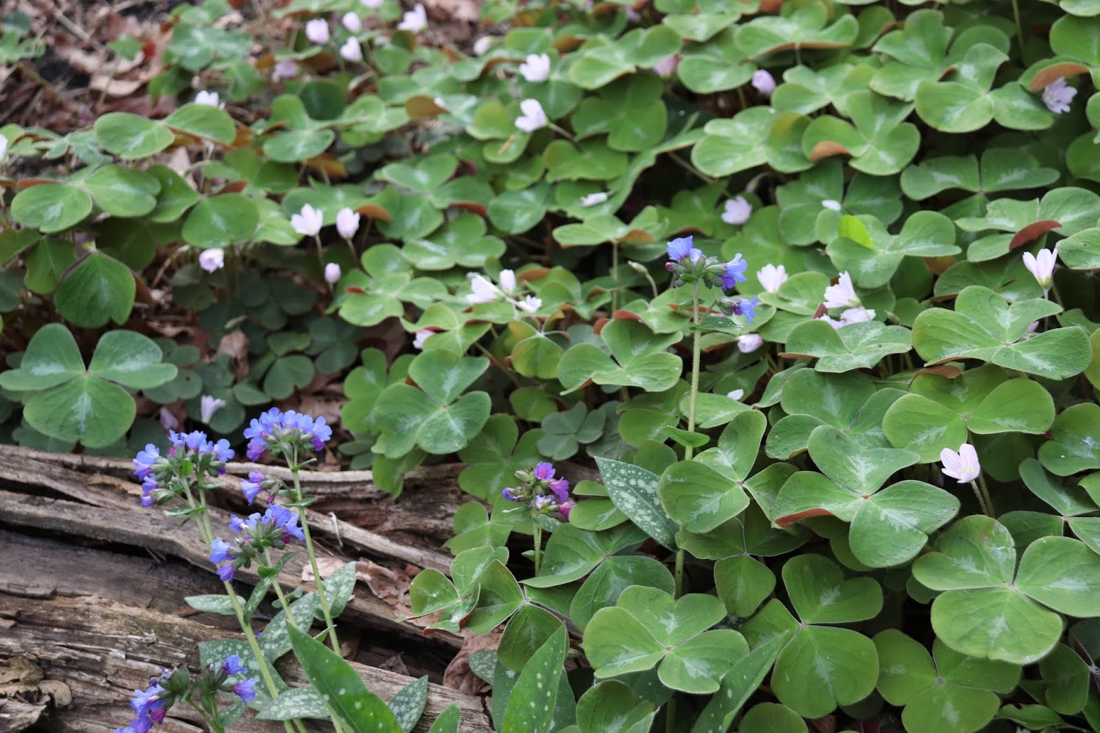 Rhododendron Won T Bloom