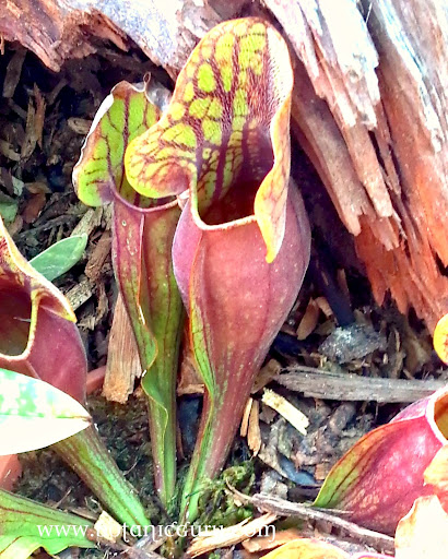 Sarracenia rosea