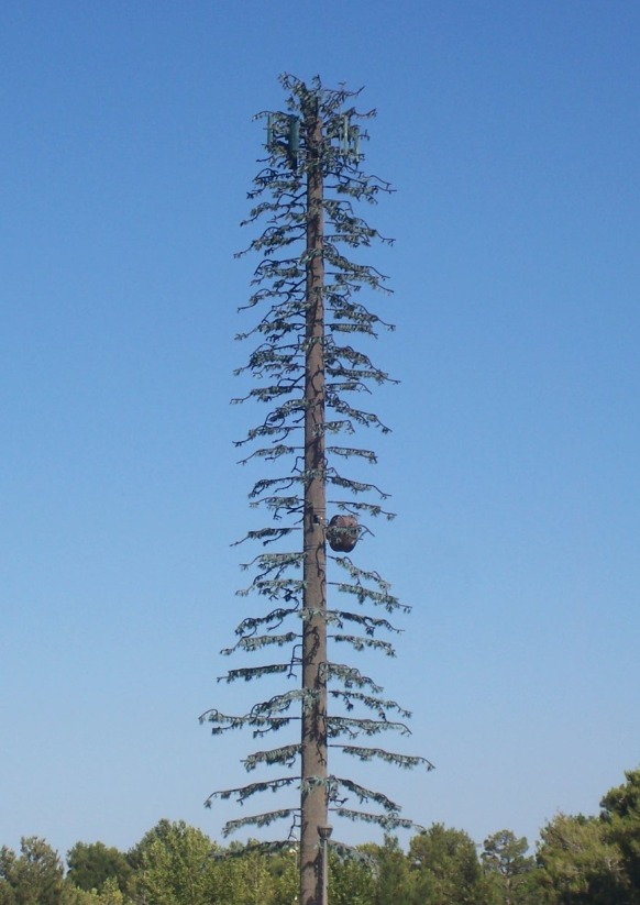 The 2 Minute Gardener Photo Fake Redwood Tree (Sequoia fakeianus)