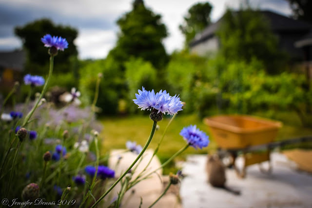 The Outlaw Gardener Pernettya Mucronata My Favorite Plant In The