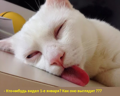 Sleeping cat