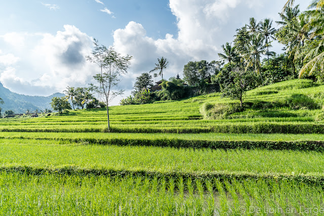 Rizières de Sidemen - Bali