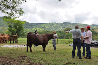 Panama Project: Pure Bred Cattle In Veraguas, Panama