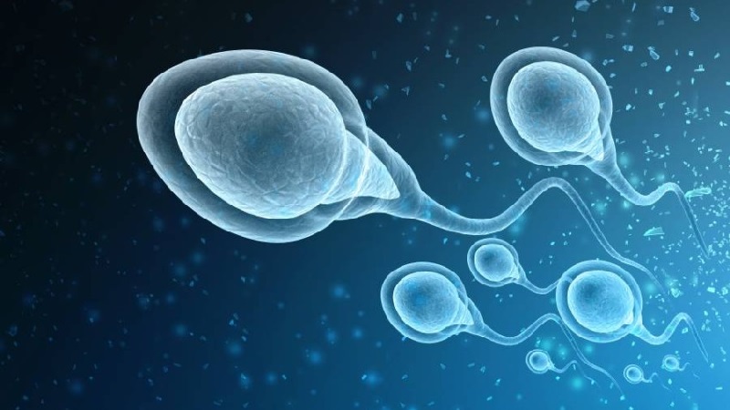 Sperm flagella
