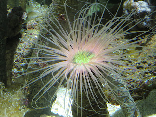 Oceànografic, un lugar ideal para los amantes de los peces y la naturaleza