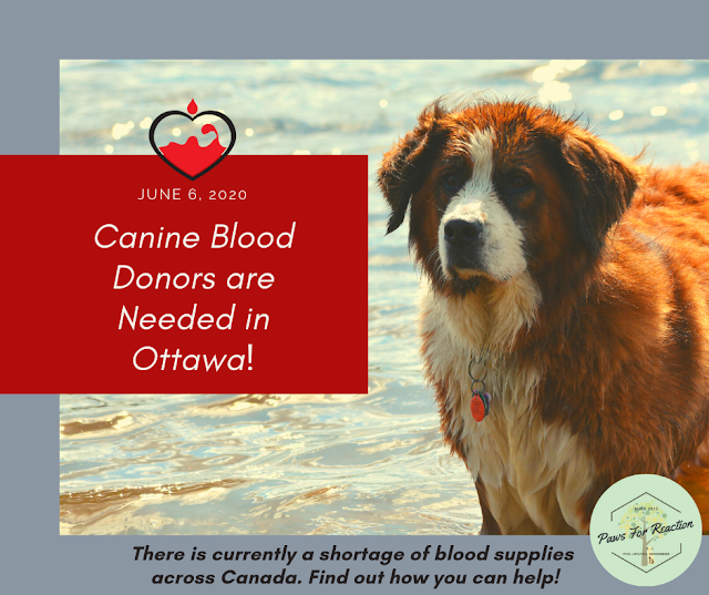 Canine donors needed: Ottawa Animal Emergency & Specialty Hospital is hosting a Canadian Animal Blood Bank Clinic