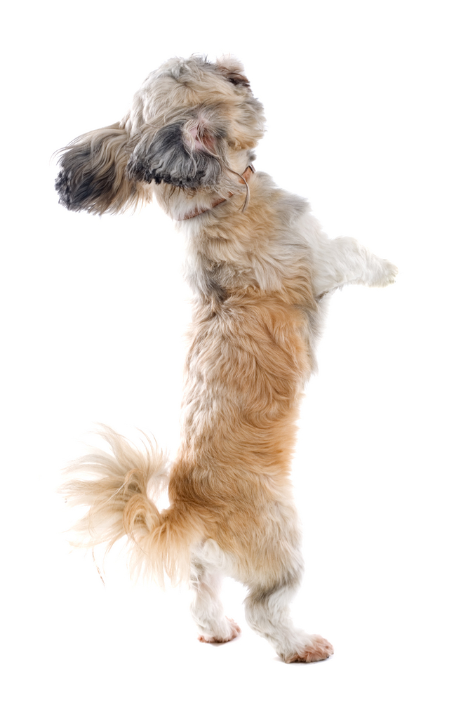 Why Do Dogs Chase Their Tails?