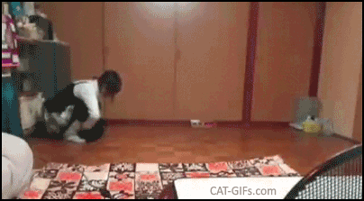 Funny Cat GIF • Meanwhile in Japan a crazy cat girl is playing hard with her playful kitty Funny Cat GIF • Meanwhile in Japan a crazy cat girl is playing hard with her playful kitty