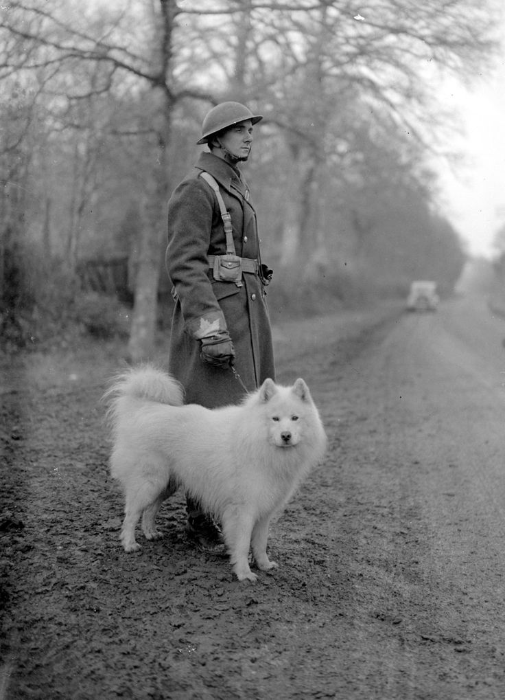 war dogs 2 world war ii in pictures dogs of world war ii war dogs 2 world war ii in pictures dogs of world war ii