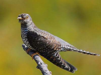 Gambar burung kuda Eurasian Cuckoo