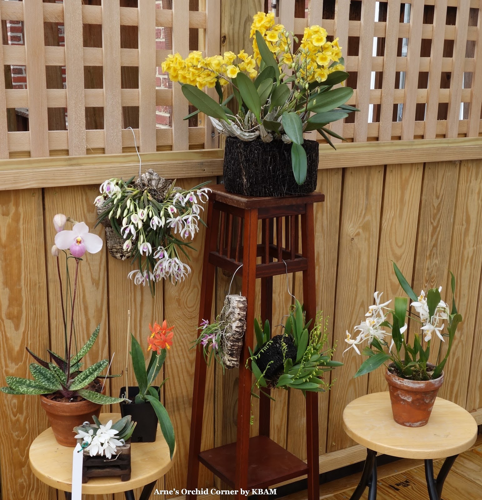 botanical collection orchid
