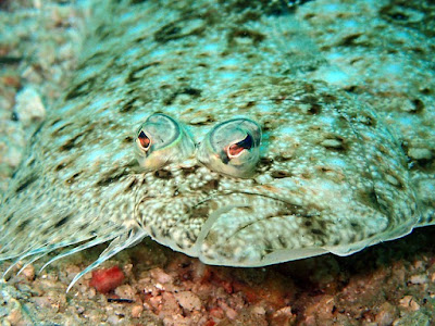 Cara mancing ikan sebelah atau ikan lidah-lidah