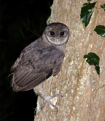 Sooty Owl (Tyto tenebricosa) Vulnerable
