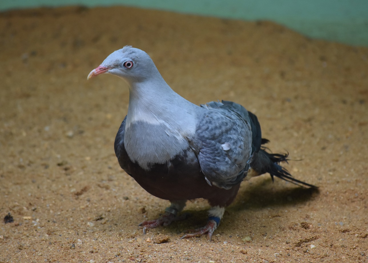 ZOOTOGRAFIANDO (6.100 ANIMALS) DÚCULA CAROLA / SPOTTED IMPERIALPIGEON