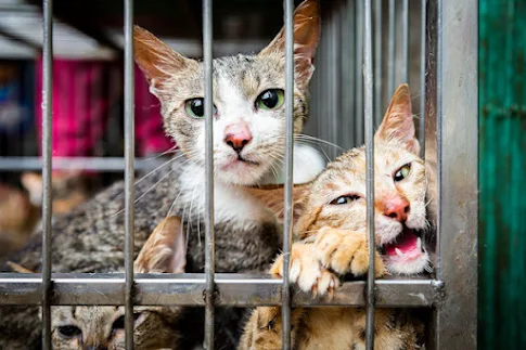 Cat meat trade