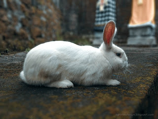 A White Rabbit Wandering The Yard Of The House At Tuka Village, Badung, Bali, Indonesia