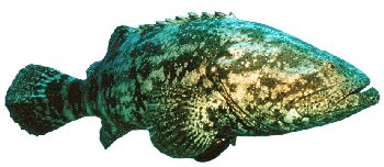 PEIXE MERO (Epinephelus itajara)