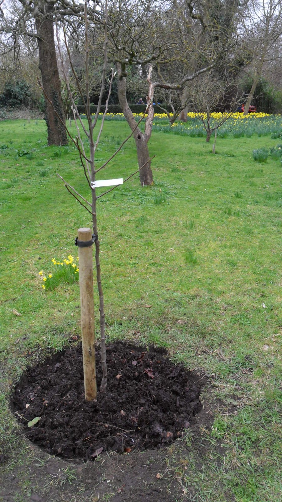 Worcester College Gardeners 20092018 Planting Four Young Fruit Trees