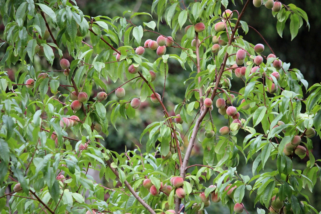 Pfotengangs Welt Mein Pfirsichbaum