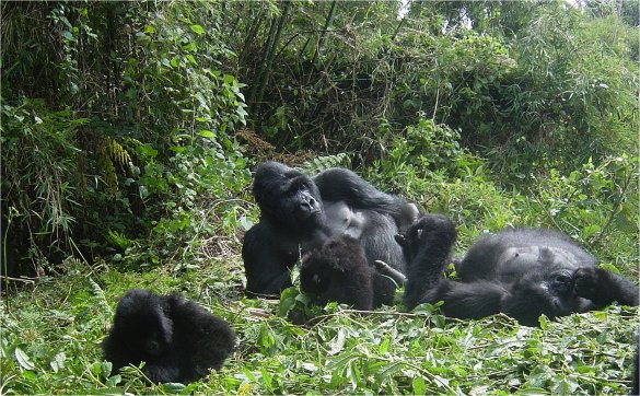 foto gorila - gambar hewan