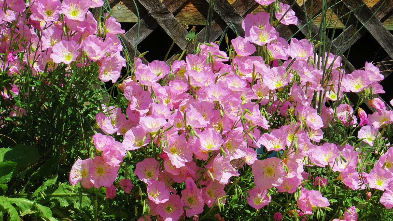 Let Your Light Shine Down The Primrose Path