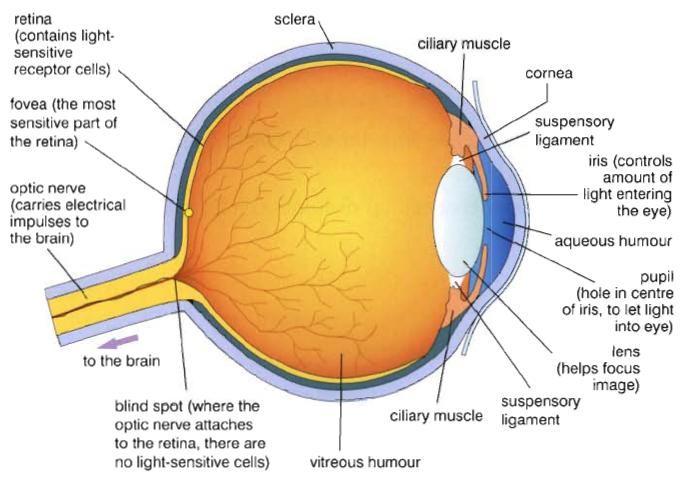 Frazer + Biology: 2.86 The Eye rods eye diagram 