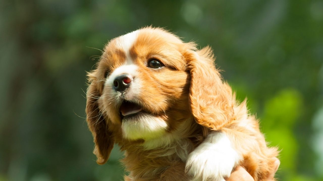 Are Cavalier King Charles Spaniels Good Swimmers?