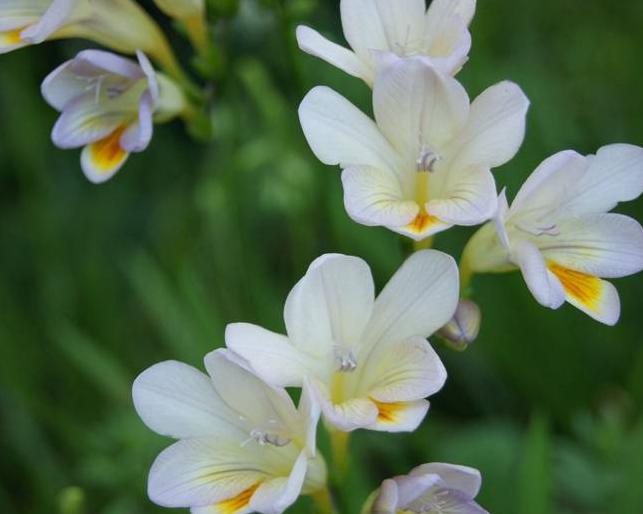51 Freesia Like Flowers Flowyes