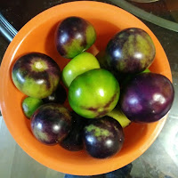 Overhead view of orange plastic bowl filled with large tomatillos. The fruit are combinations of green and dark purple. One fruit at center is mostly green with three purple stripes starting at the bottom.