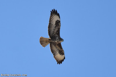 Aligot comú (Buteo buteo)