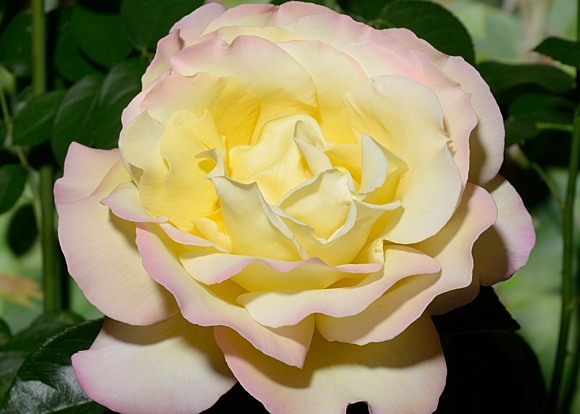 Gloria Dei rose сорт розы фото  