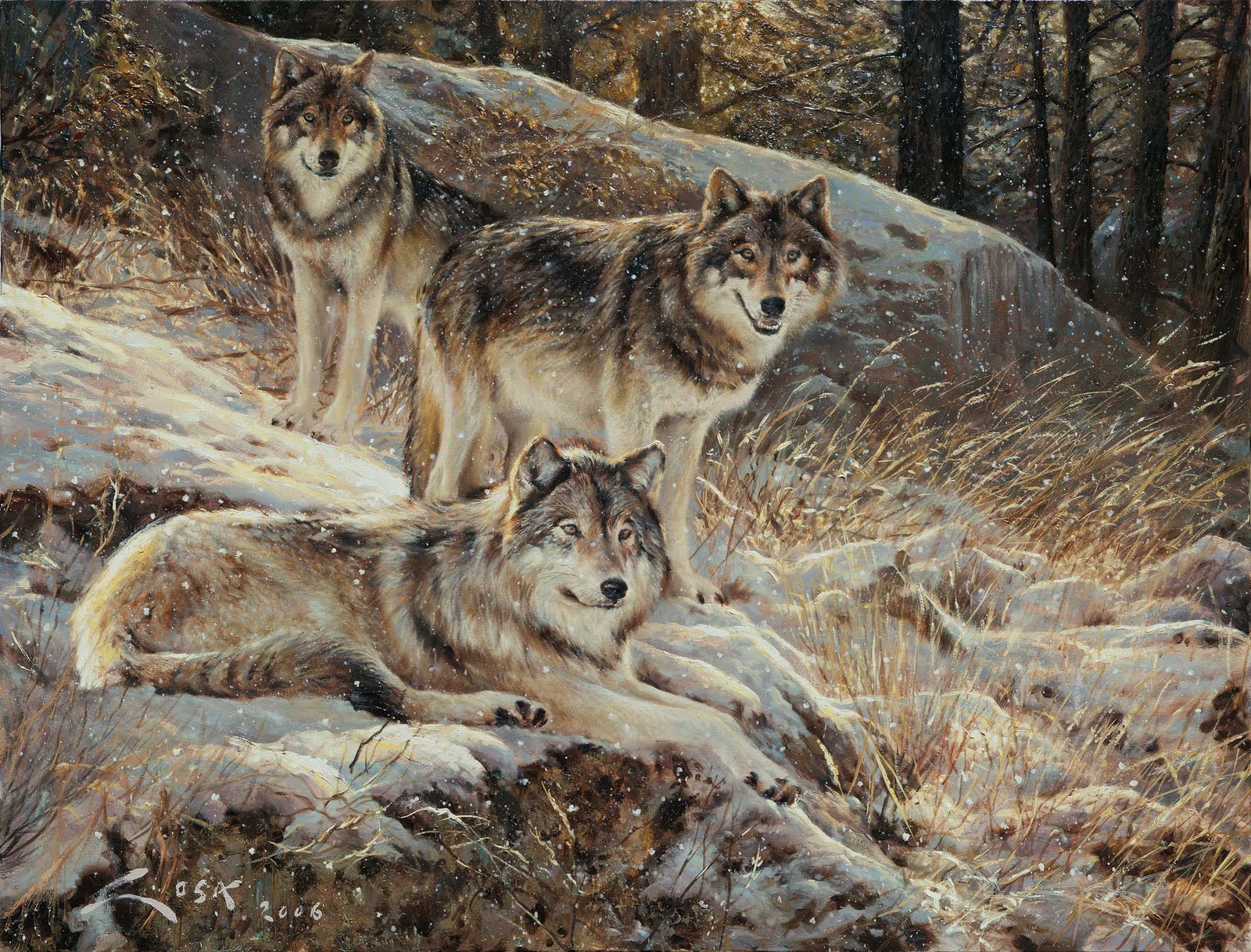 Imágenes del mundo animal: Lobos