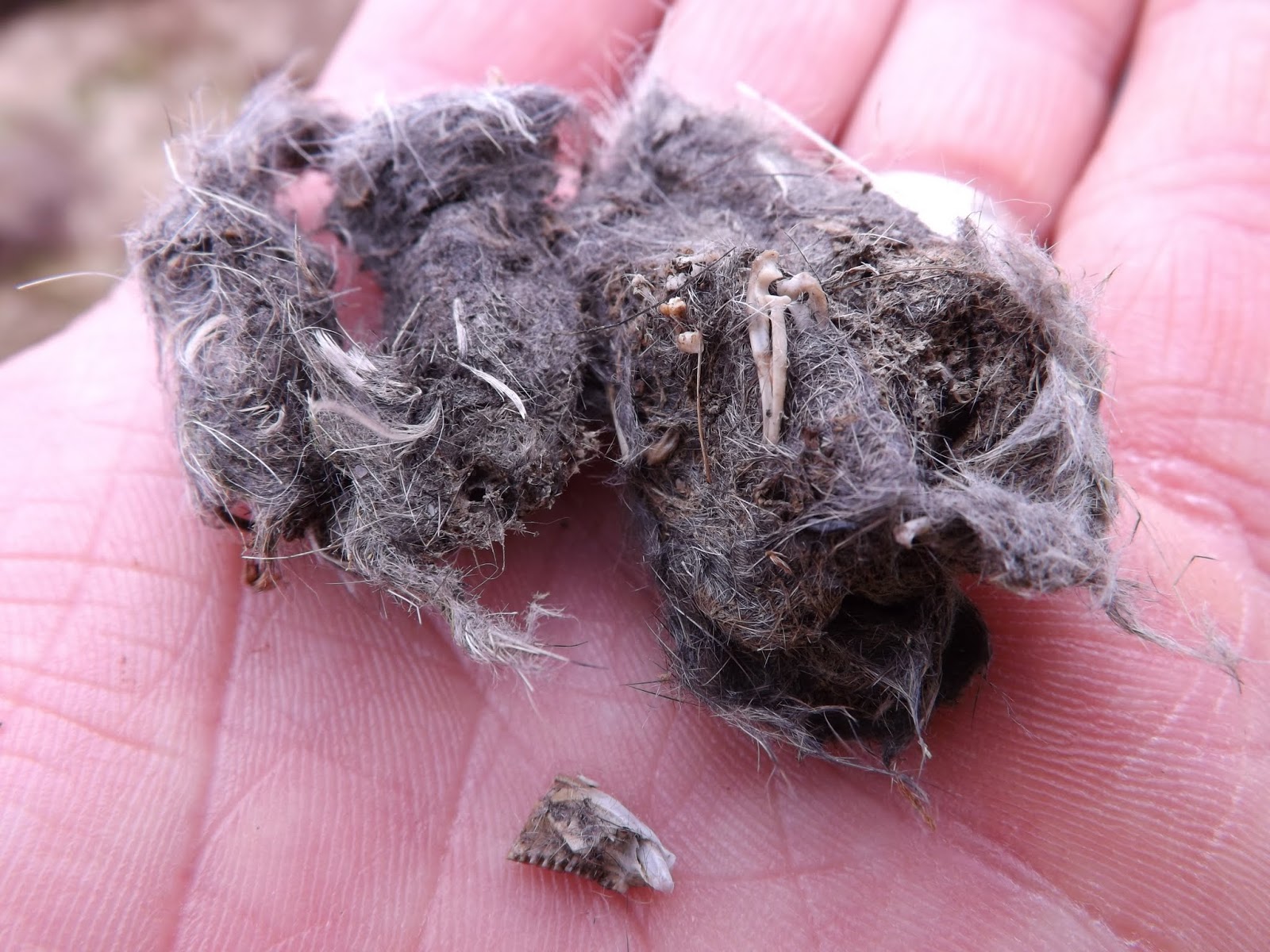Bushcraft Education Bushcraft Babies; Owl Pellets