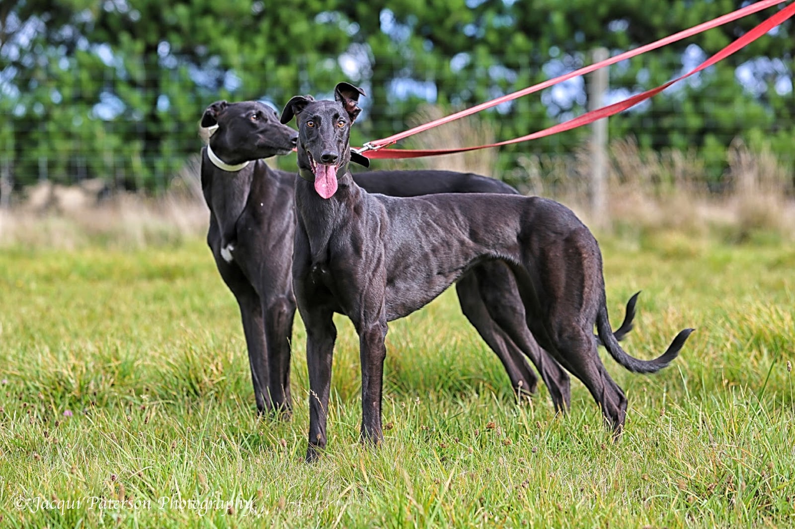 Feral Greyhound Kennels