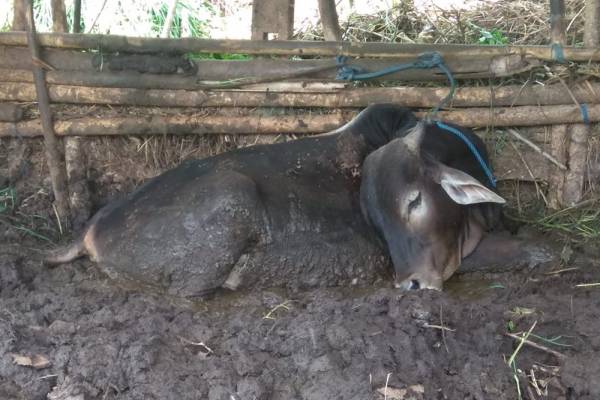 Sapi Hamil Ditembak Polisi hingga Mati, Pemilik: Padahal untuk Biaya Kuliah dan Hidup