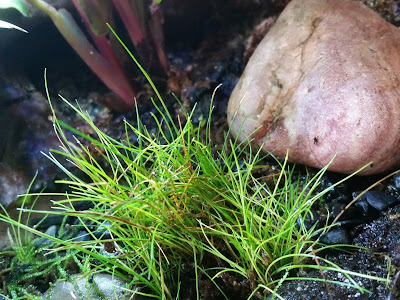 Eleocharis Parvula "hair grass" - Paludarium Plants