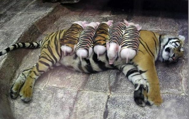 Тигрица потеряла своих детенышей и не могла найти себе место. Тогда работники зоопарка надели на поросят полосатые костюмы и завели их к ней в клетку…