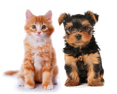 Y usted, ¿qué prefiere de mascota, un perro o un gatito?