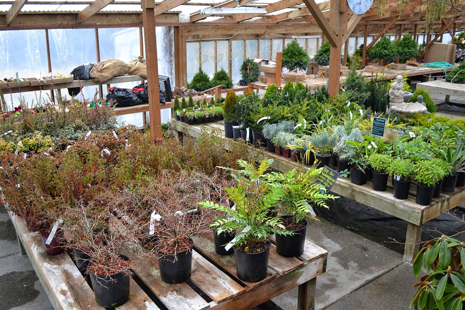 The Outlaw Gardener Vassey Nursery in December