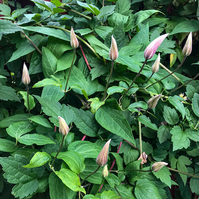 klematis klematis