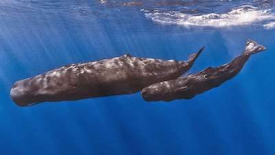 Sperm whales