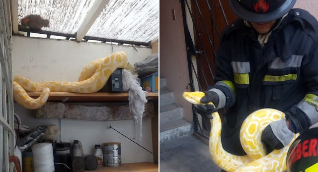 Bomberos de la SSP capturaron a una serpiente pitón alojada en un domicilio