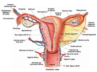 Woman Reproductive system