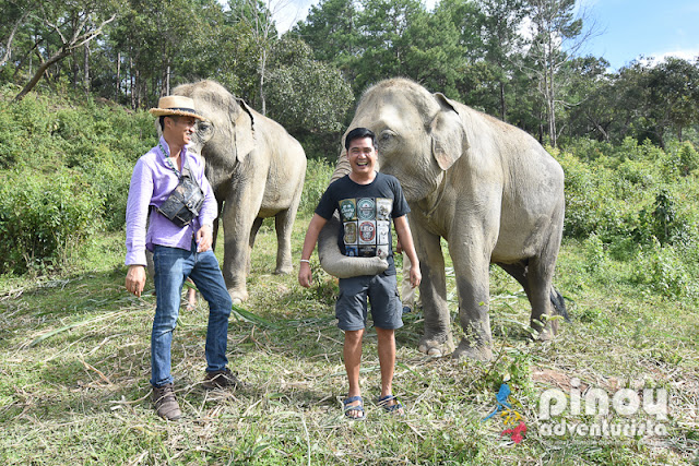 Elephant Pride Sanctuary Experience in Chiang Mai Thailand