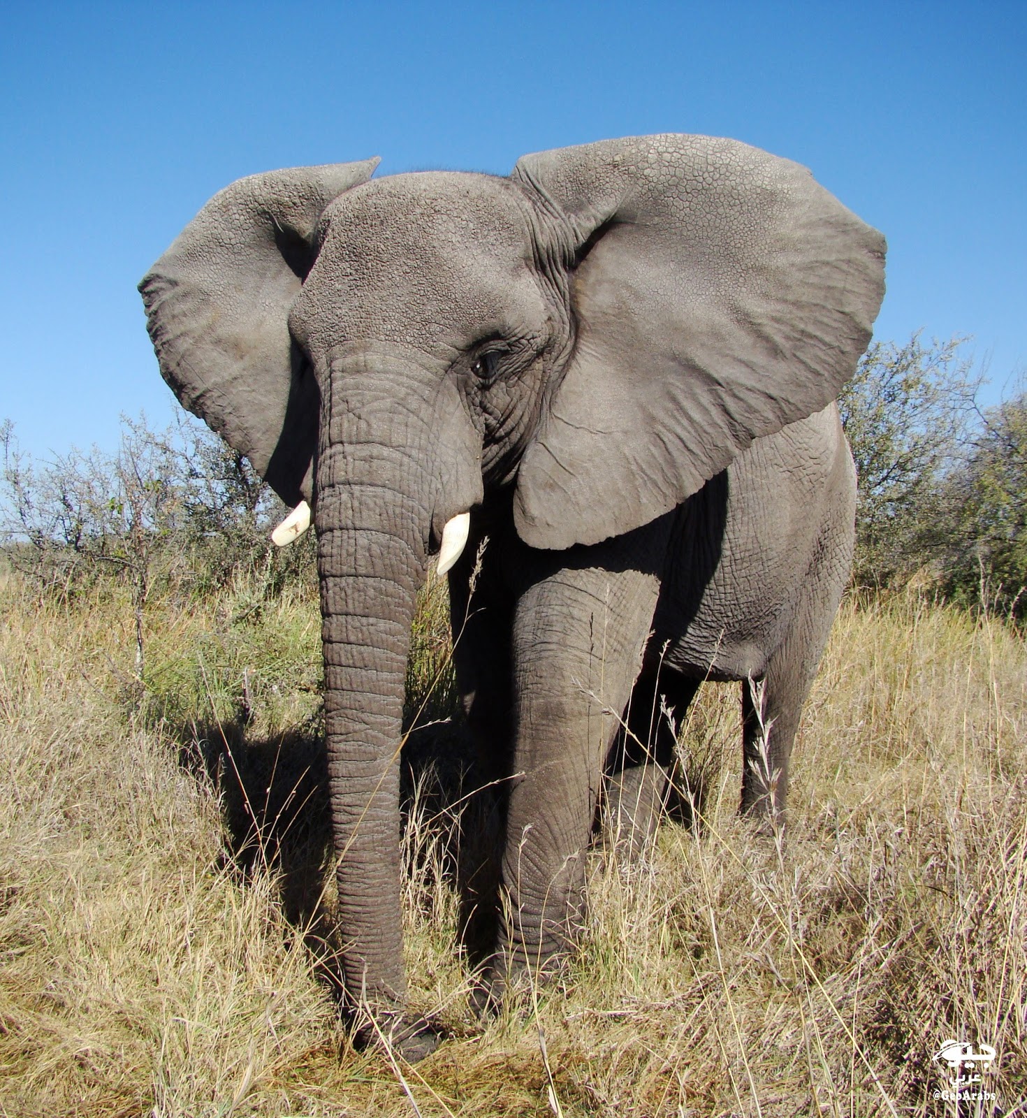 Как отличить африканского слона. Слоны. Африканский слон. Азиатский слон. Саванный слон.