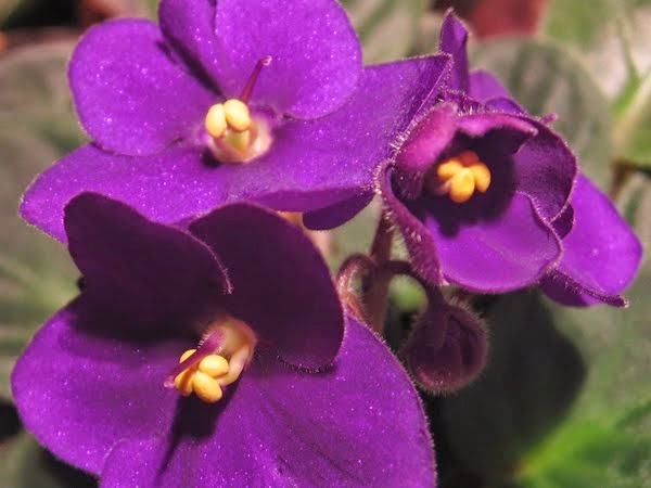 Las violetas en Luis Cernuda