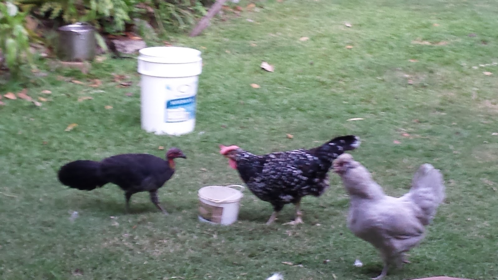 Native bush turkeys and domestic chickens our experience!