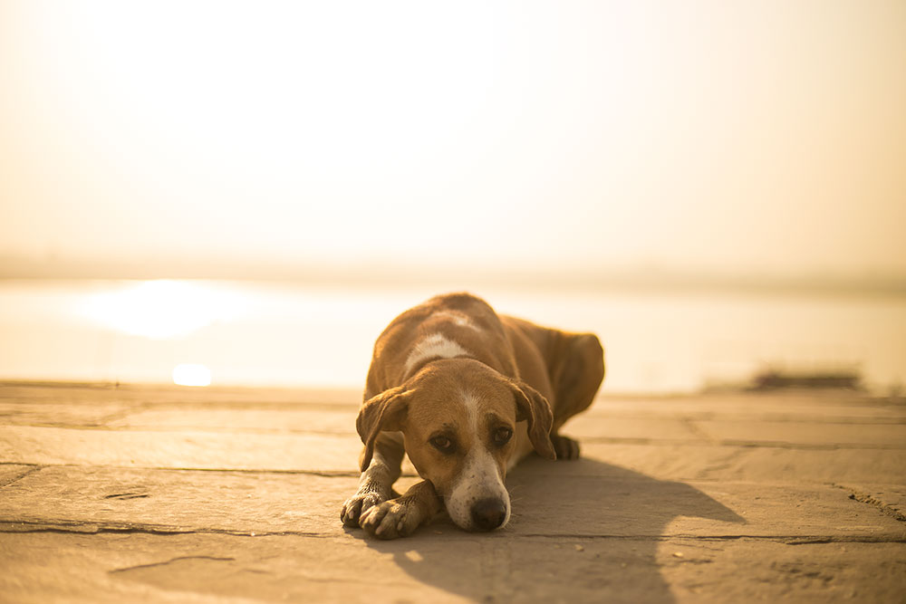 Exploring Varanasi with it's dogs...and why Indian dogs are dying out...