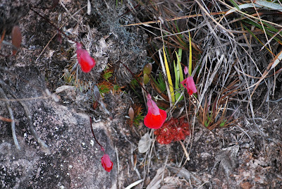 Utricularia quelchii Utricularia quelchii